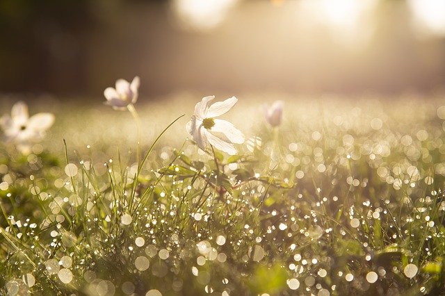 Ci sarà una primavera